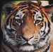 Tiger Garment Printing Design